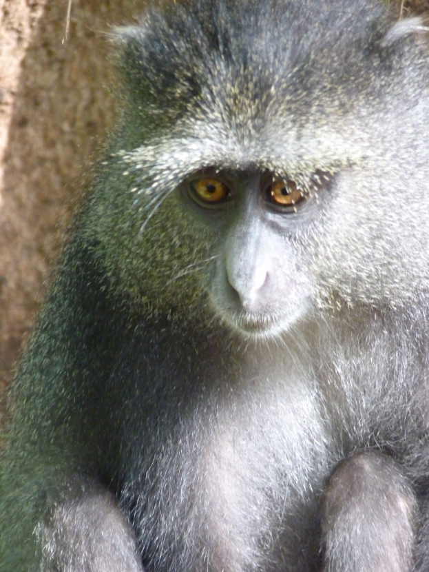 Ein Grüner Meerkatäffchen mit grauer Fellfarbe und einem weißen Gesicht sitzt auf einem Felsen, die Hände gefaltet, und schaut aufmerksam in die Ferne mit einer Wand im Hintergrund.