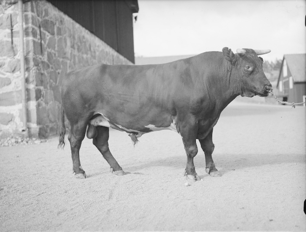 Schwarzes und weißes Foto eines Stiers, der vor einer Scheune steht, mit einer Wand auf der linken Seite und Häusern und Bäumen im Hintergrund.
