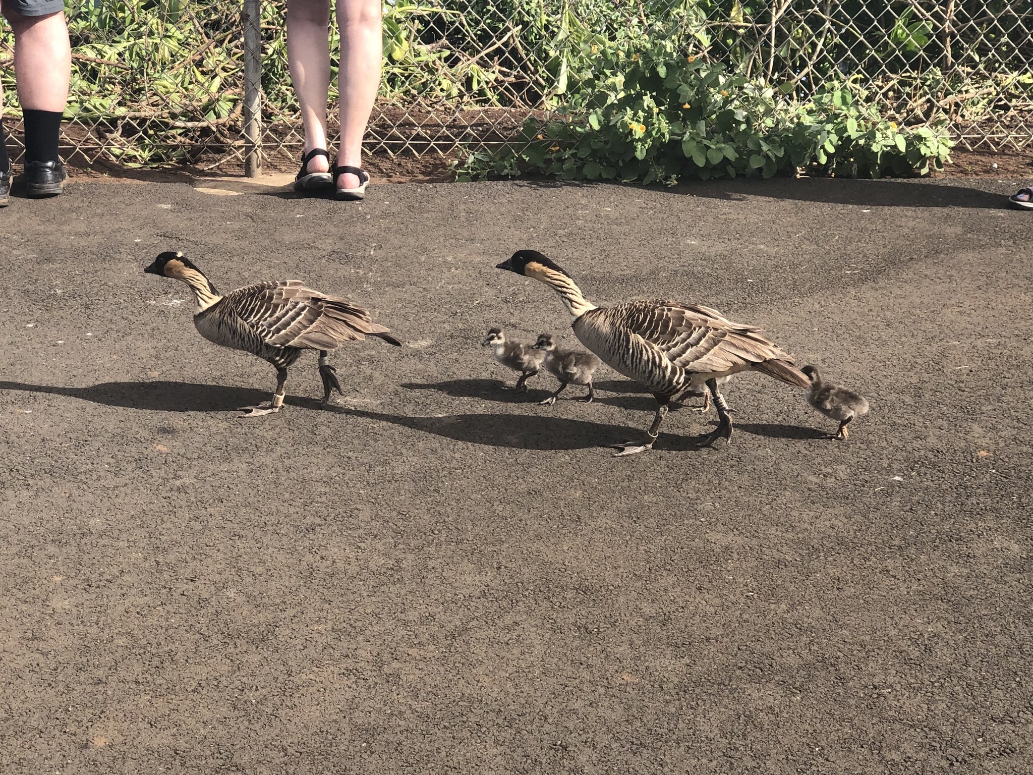 Vier Gänse, zwei Erwachsene in Sandalen und zwei Gänsejunge, gehen über eine Straße neben einem Zaun mit Vegetation im Hintergrund.