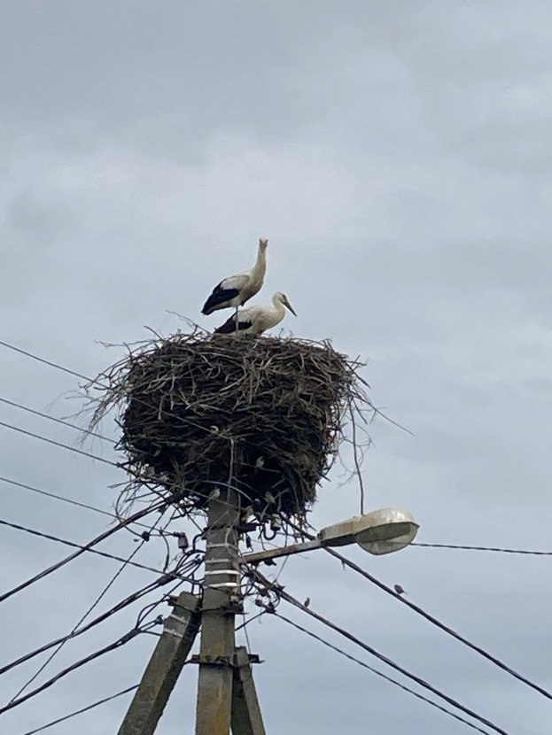 Zwei Weißstörche auf einem Nest auf einer Stromleitung, mit Straßenlaternenbeleuchtung und sichtbaren Drähten.