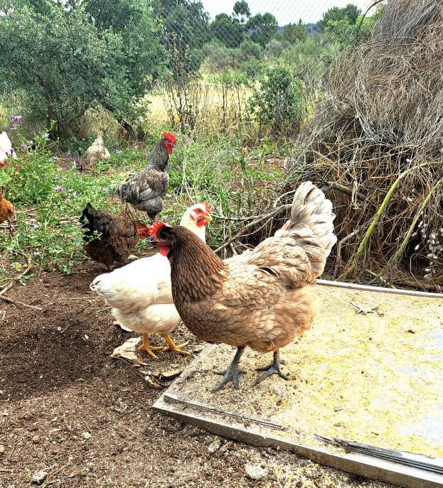 Eine Gruppe von Hühnern, die auf einem Erdfeld stehen, umgeben von Pflanzen und Bäumen, mit Maschendrahtzaun im Hintergrund und einem klaren blauen Himmel oben.