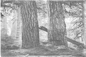 Schwarzes und weißes Foto eines Fahrrads auf dem Waldboden umgeben von hohen Rotbuchen, durch die das Sonnenlicht scheint.