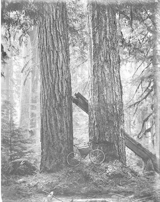 Schwarzes und weißes Foto eines Fahrrads auf dem Waldboden umgeben von hohen Rotbuchen, durch die das Sonnenlicht scheint.