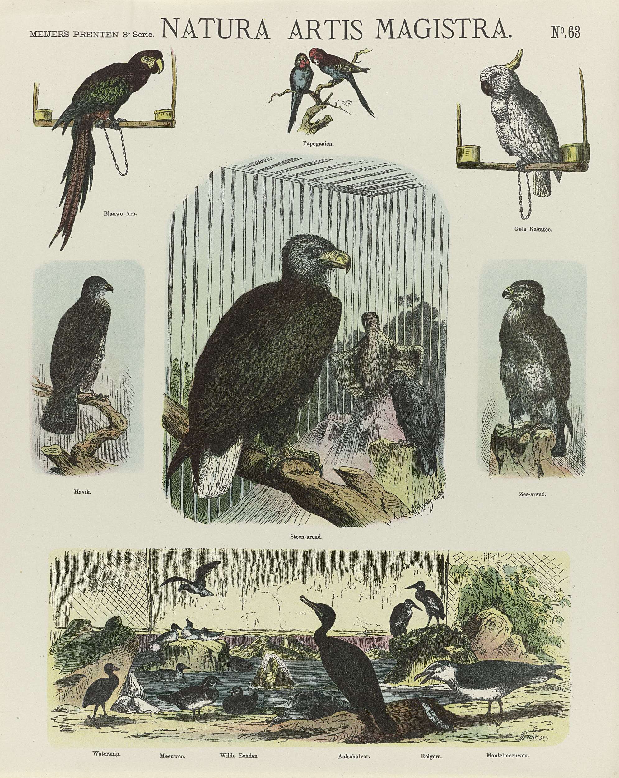 Ein Buch mit verschiedenen Vögeln, darunter ein Adler und ein Papagei, und Text darauf.