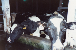 Eine Gruppe schwarzer und weißer Kühe mit Ohrmarken, die zusammen in einem Stall stehen, mit Pfosten und einer Lampe im Hintergrund.