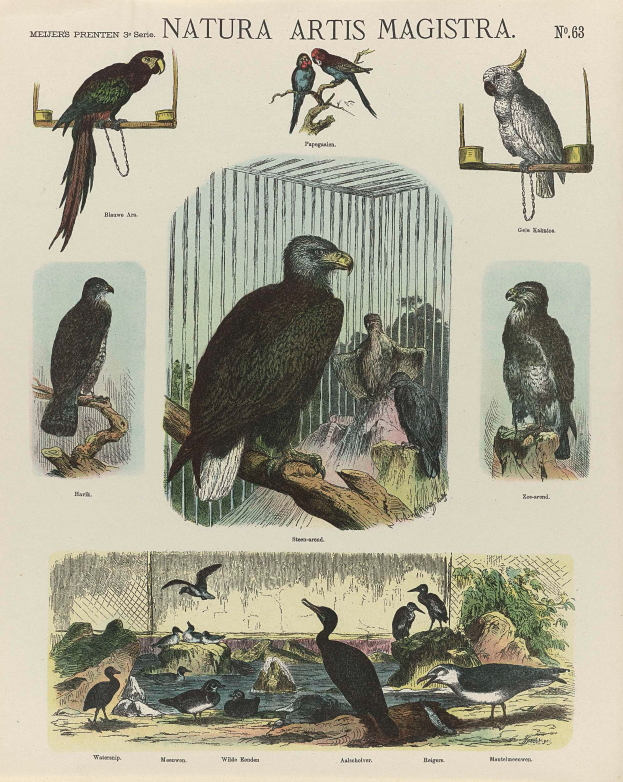 Ein Buch mit verschiedenen Vögeln, darunter ein Adler und ein Papagei, und Text darauf.