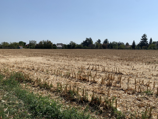 Ein Feld Mais umgeben von Gras, Bäumen und Häusern unter einem klaren blauen Himmel.