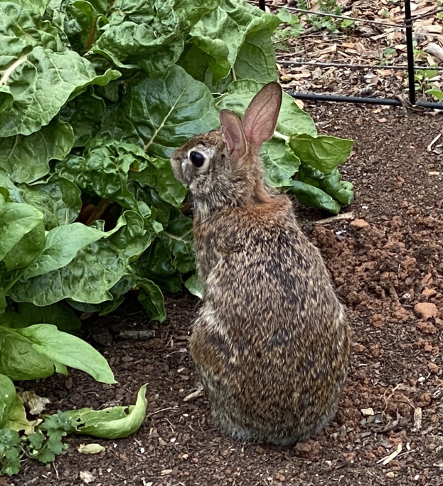 Ein Kaninchen sitzt in Garten Erde neben einer Pflanze, mit verstreuten Blättern und einem Zaun im Hintergrund.