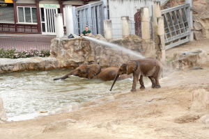 Zwei Elefanten beim Spielen im Wasser in einem Zoo, mit einer Person, die sie besprüht, umgeben von Felsen, blühenden Pflanzen, einem Zaun, einem Gebäude mit Fenstern, einer Tafel und einem Dach mit Deckenleuchten.