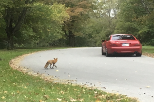 Ein rotes Auto fährt eine Straße entlang, auf der ein Fuchs auf der Seite läuft, umgeben von Gras und trockenen Blättern, mit Bäumen und einem klaren blauen Himmel im Hintergrund.
